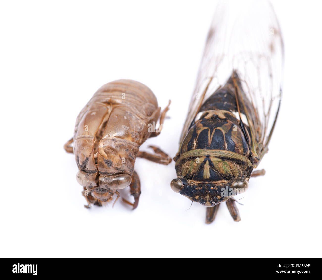 Chell Insect Insect Cicada (Cicadoidea) and Cicada nymph shell (exuvum) isolated on ...