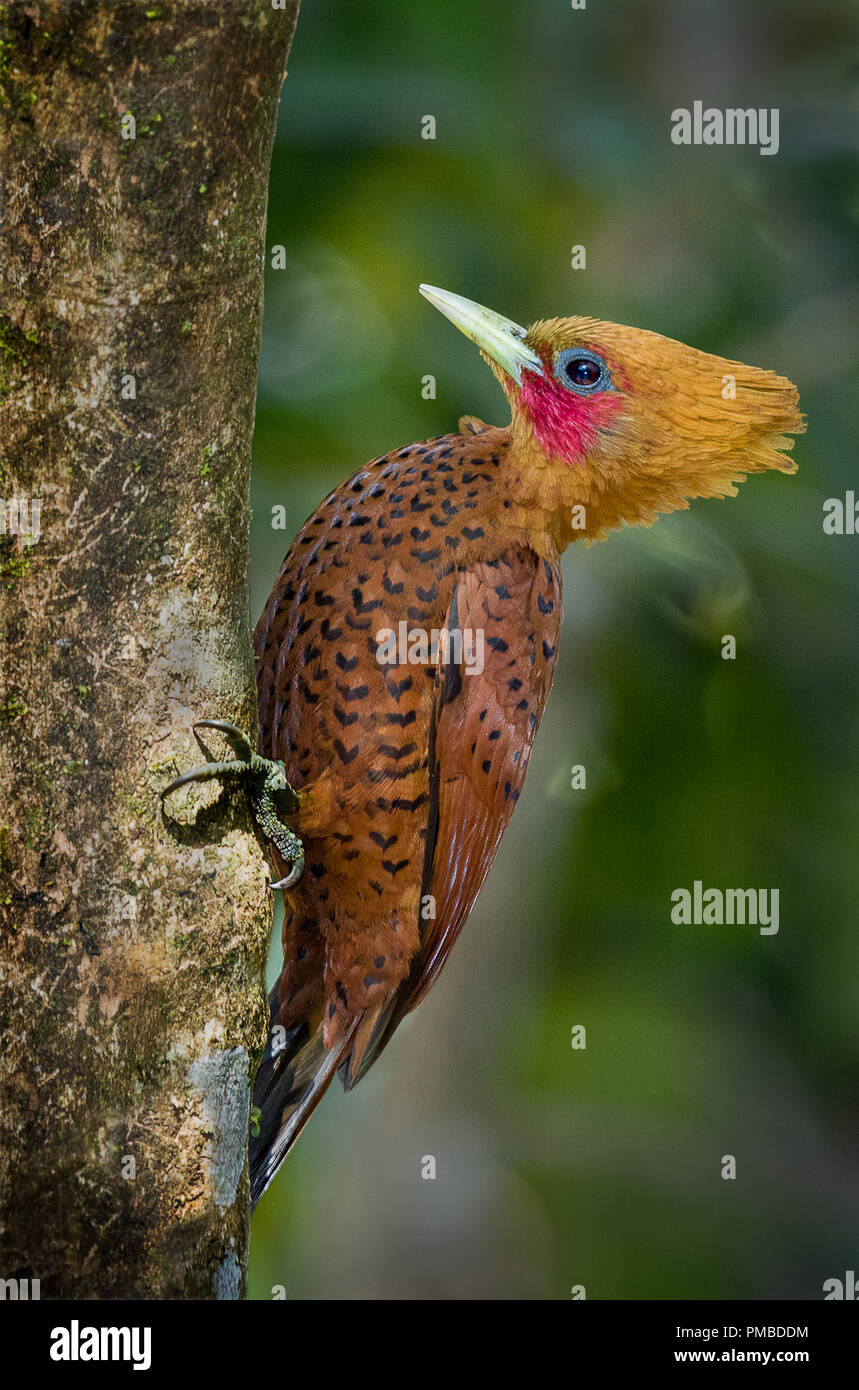 A male of chestnut colored woodpecker photographed in Costa Rica Stock Photo