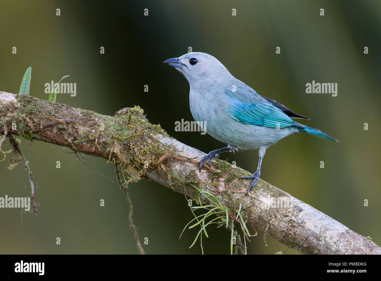 A blue and grey tanager photographed in Costa Rica Stock Photo