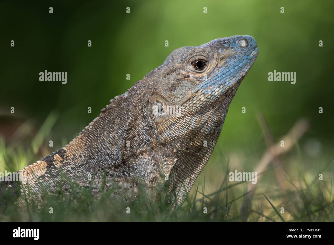 Portrait of a spinytail iguana photographed in Costa Rica Stock Photo