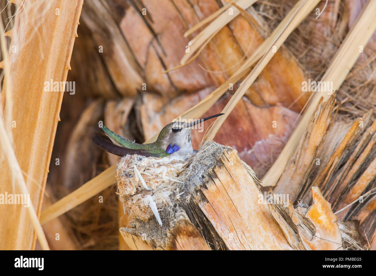 Nesting Anna's humming bird, Anza-Borrego Desert State Park, California. Stock Photo
