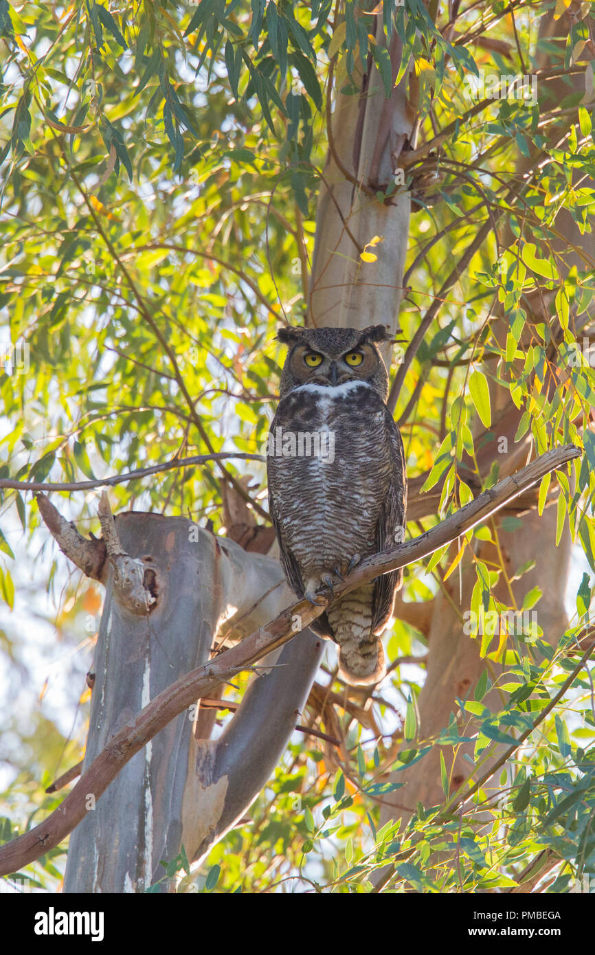 California great horned owl (Bubo virginianus pacificus) a CA subspecies  sits in a oak tree in a CA regional park Stock Photo - Alamy, image size:866x1390