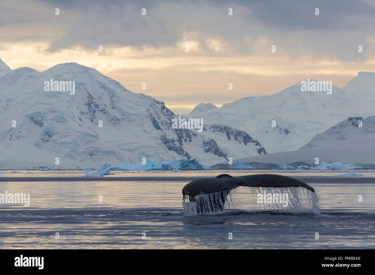 Humpback Whale in Wilhelmina Bay, Antarctica. Stock Photo