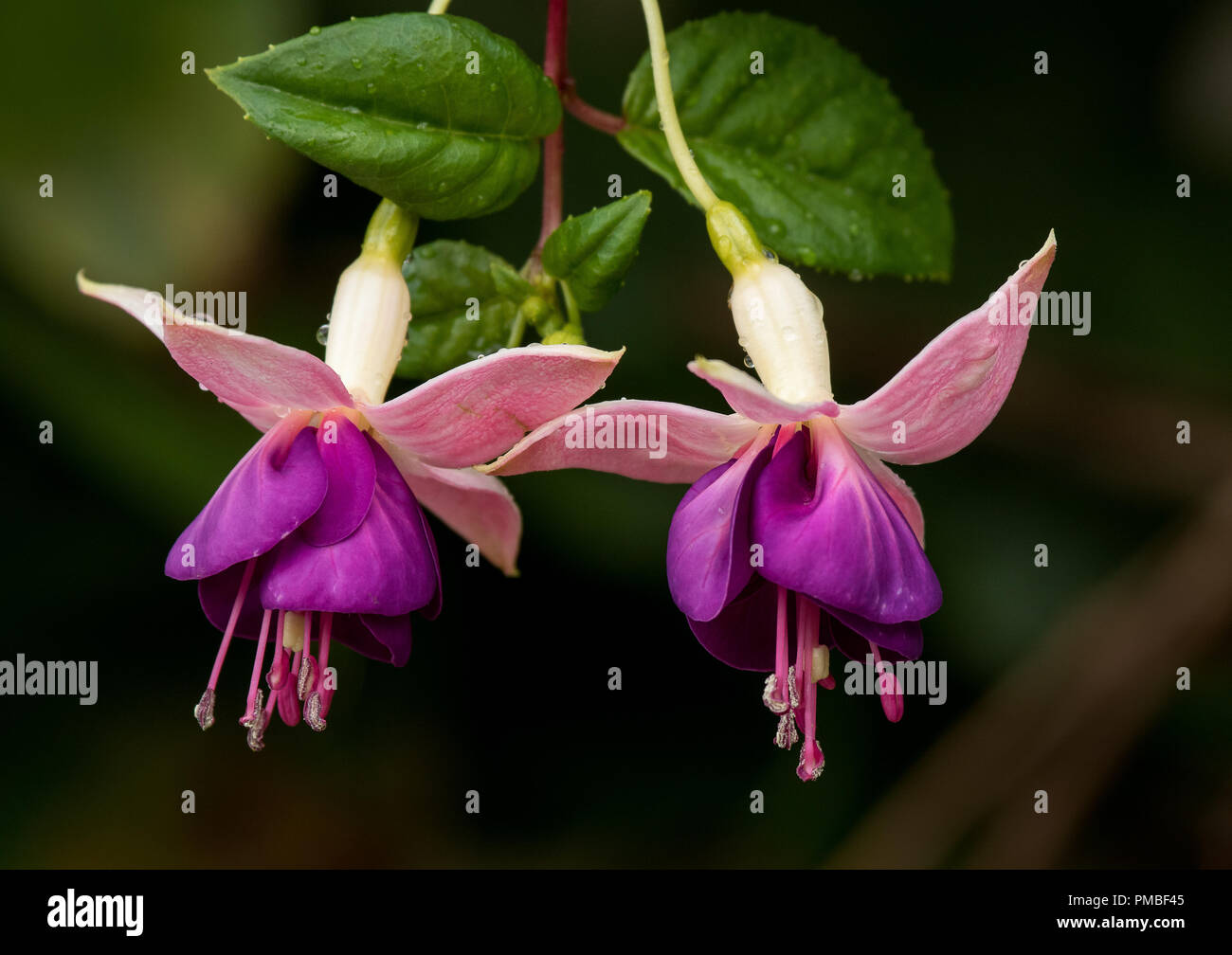 Beautiful purple flowers photographed in Costa Rica Stock Photo