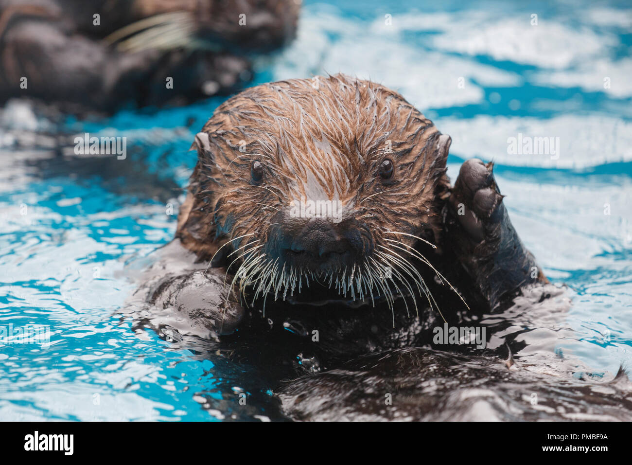 Sea Otter, Alaska SeaLife Center, Seward, Alaska Stock Photo