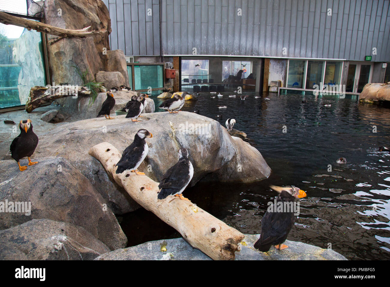 Sea Bird Exhibit, Alaska SeaLife Center, Seward, Alaska Stock Photo