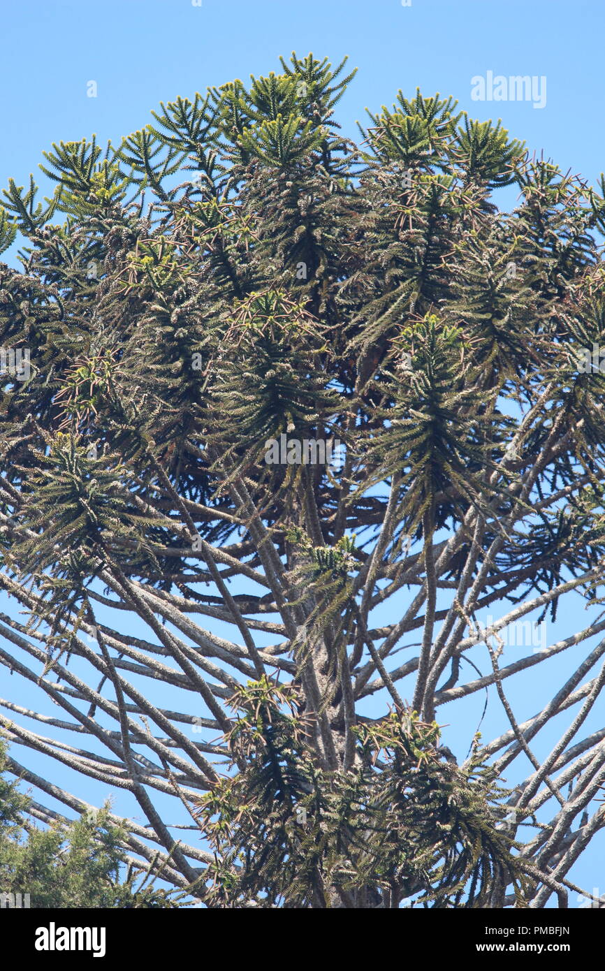 Crown of mature bunya pine tree at Lanyon Homestead, Canberra ACT Australia Stock Photo