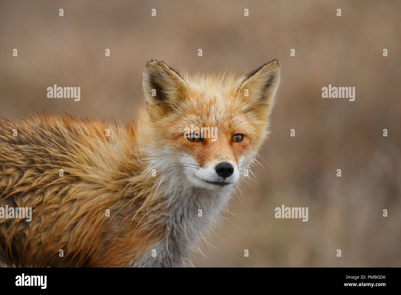 Red fox, Arctic Alaska. Stock Photo