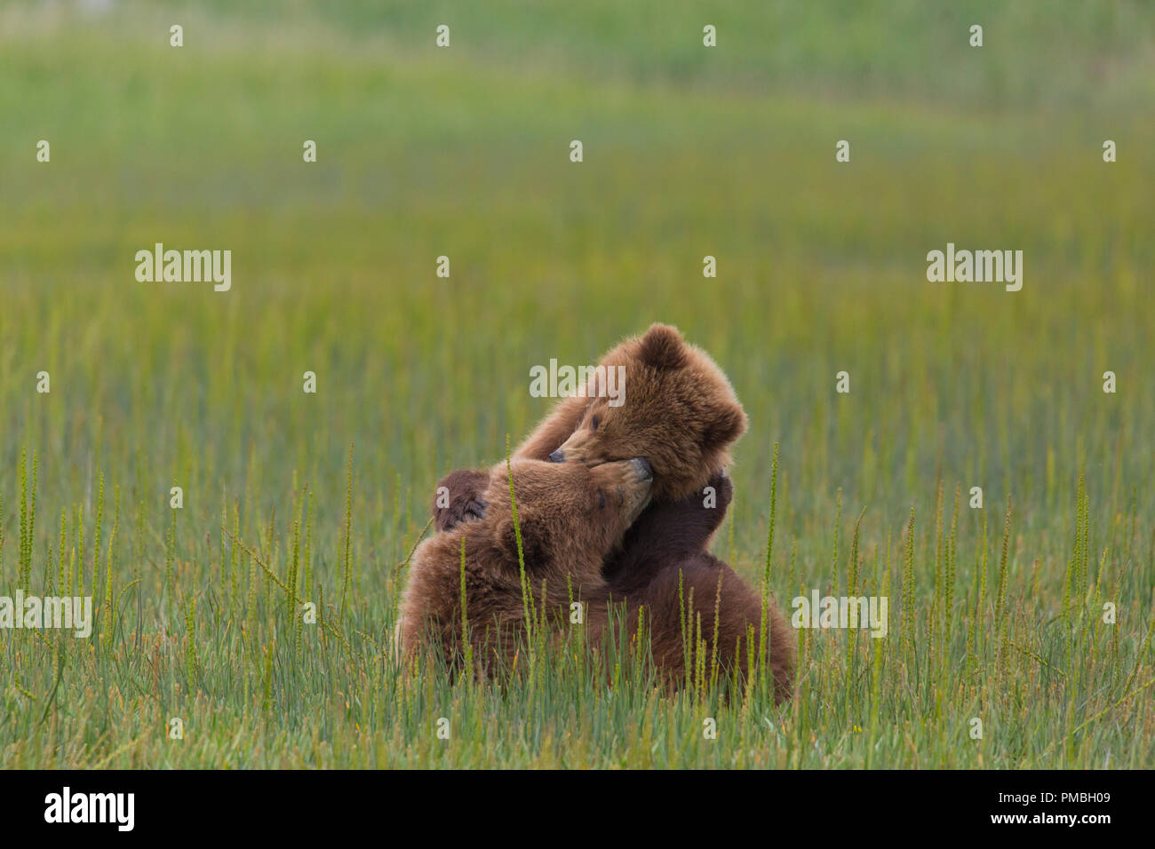 A Brown or Grizzly Bear, Lake Clark National Park, Alaska. Stock Photo
