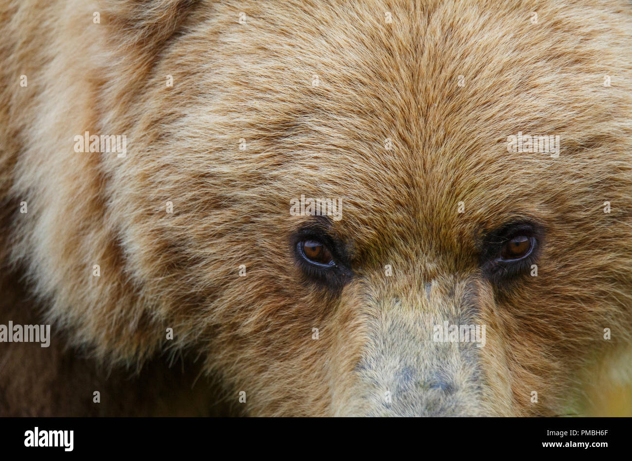 Grizzly bear eyes hires stock photography and images Alamy
