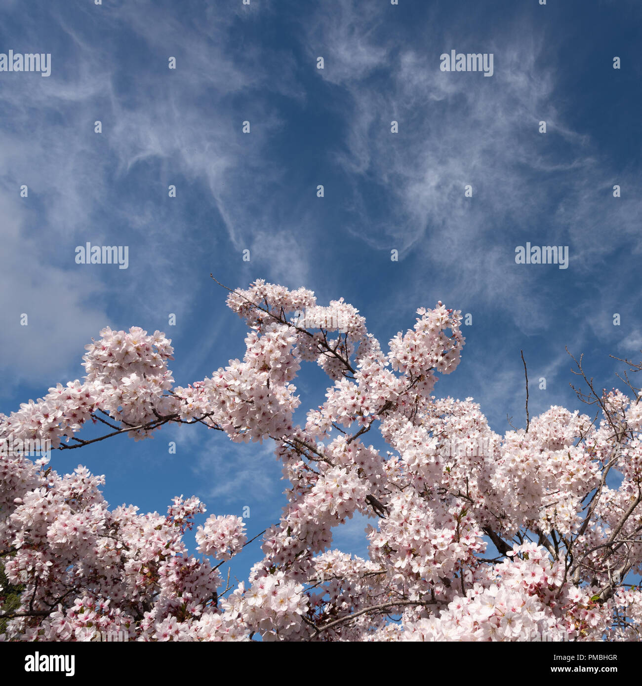 Pink cherry blossoms NZ Stock Photo