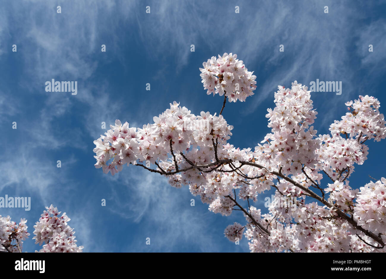 Pink cherry blossoms in Spring, Christchurch New Zealand Stock Photo