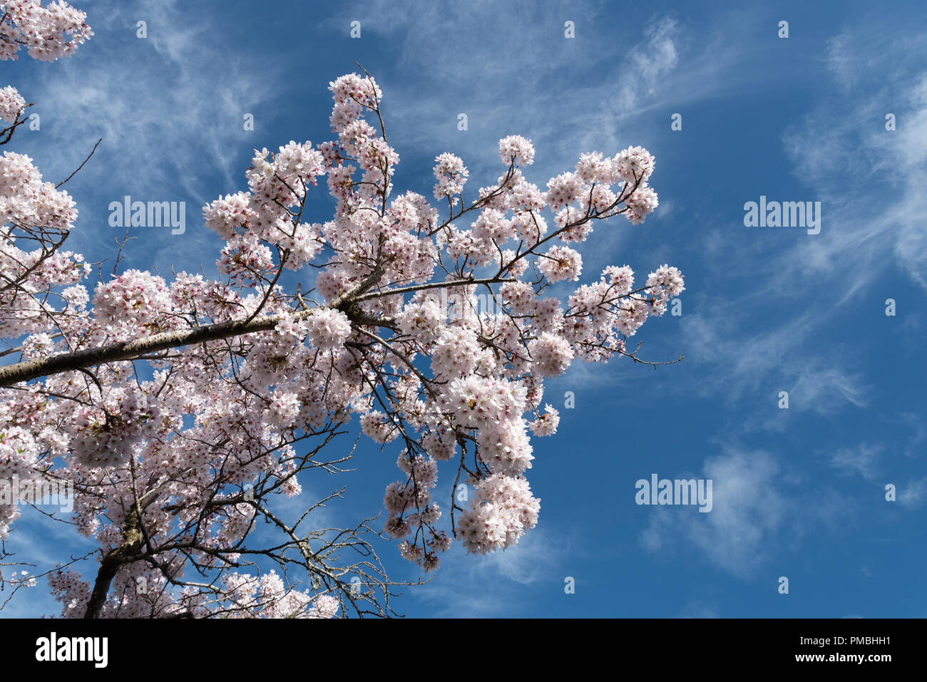 Pink cherry blossoms NZ Stock Photo