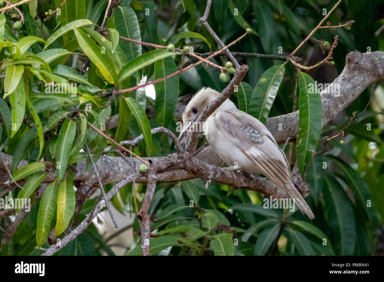 Mango tree australia hi-res stock photography and images - Alamy