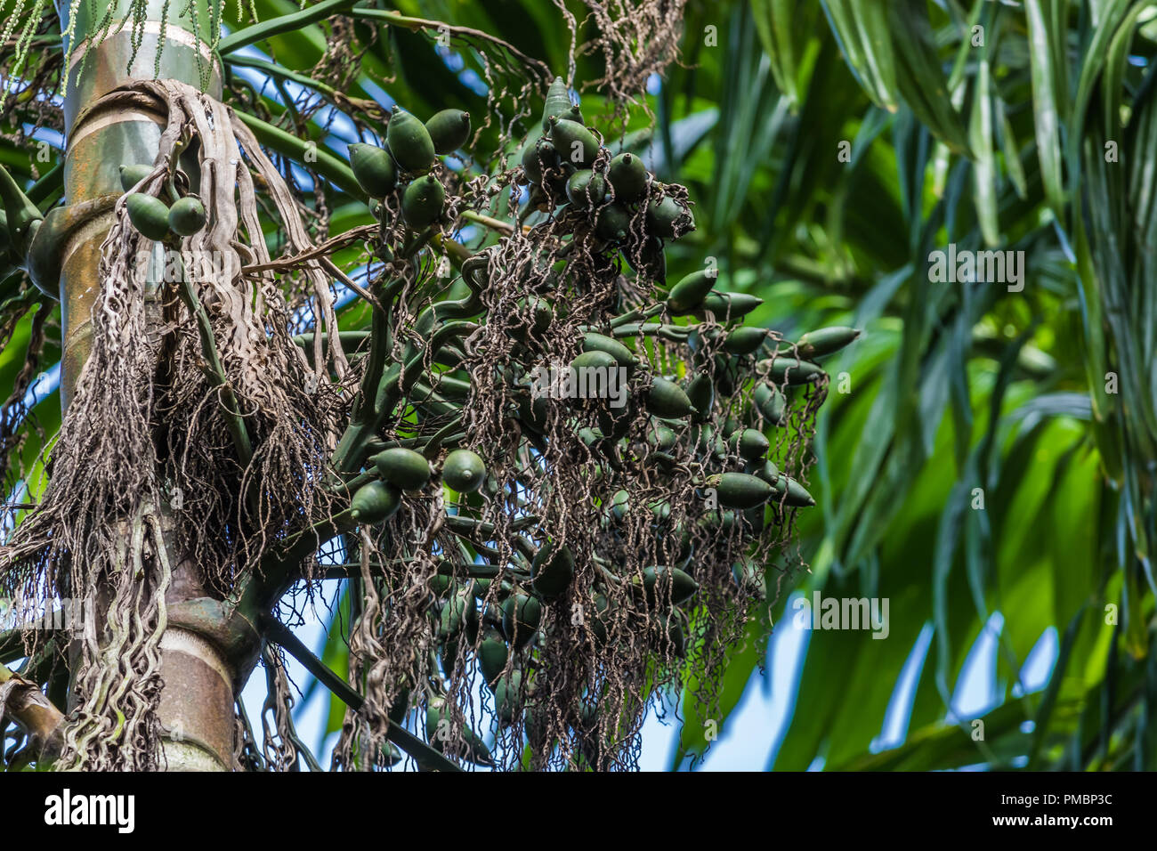 A Areca Nut Tree Stock Photo
