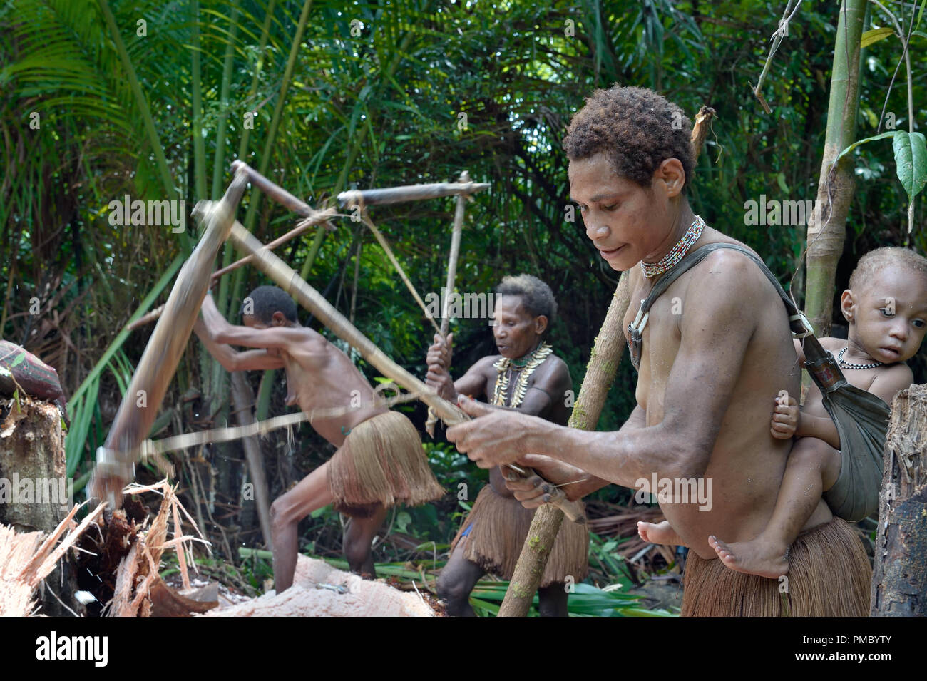 People of the Nomadic Forest Tribe Korowai processing the sago palm tree (Metroxylon sagu). Stock Photo