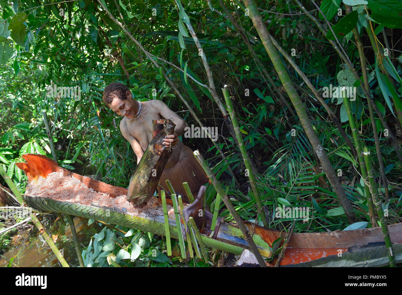 Woman of the Nomadic Forest Tribe Korowai processing the sago palm. Sago is extracted from the palm. Grinding to a flour and then washing. Stock Photo