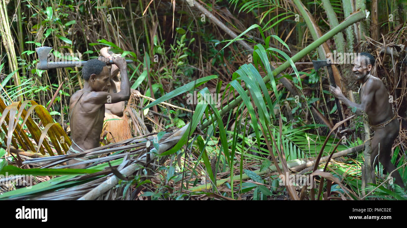 Papuans of tribe Korowai  in the jungle. People of the Nomadic Forest Tribe Korowai processing the sago palm tree (Metroxylon sagu). Stock Photo