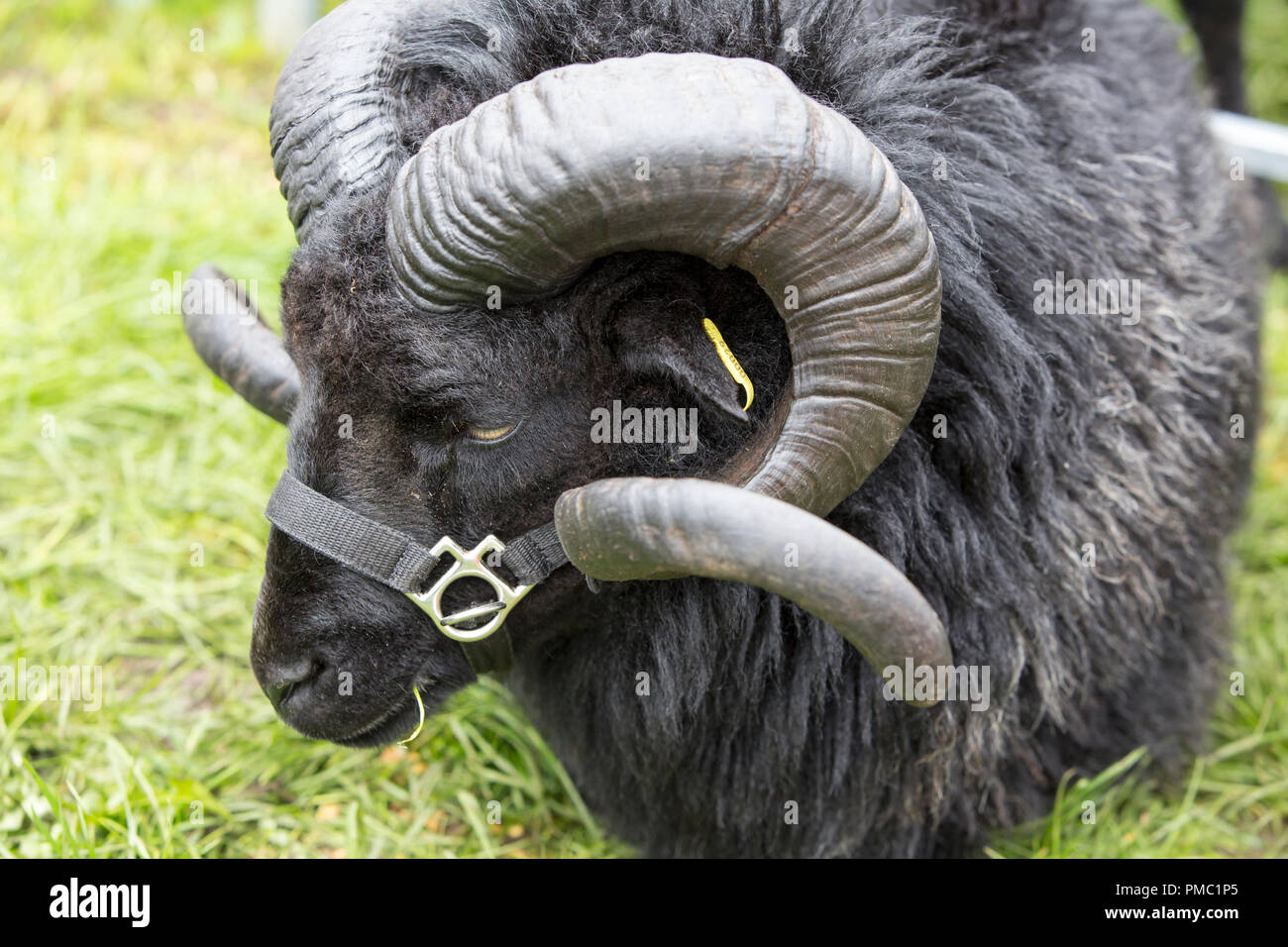 Black welsh mountain ram hi-res stock photography and images - Alamy