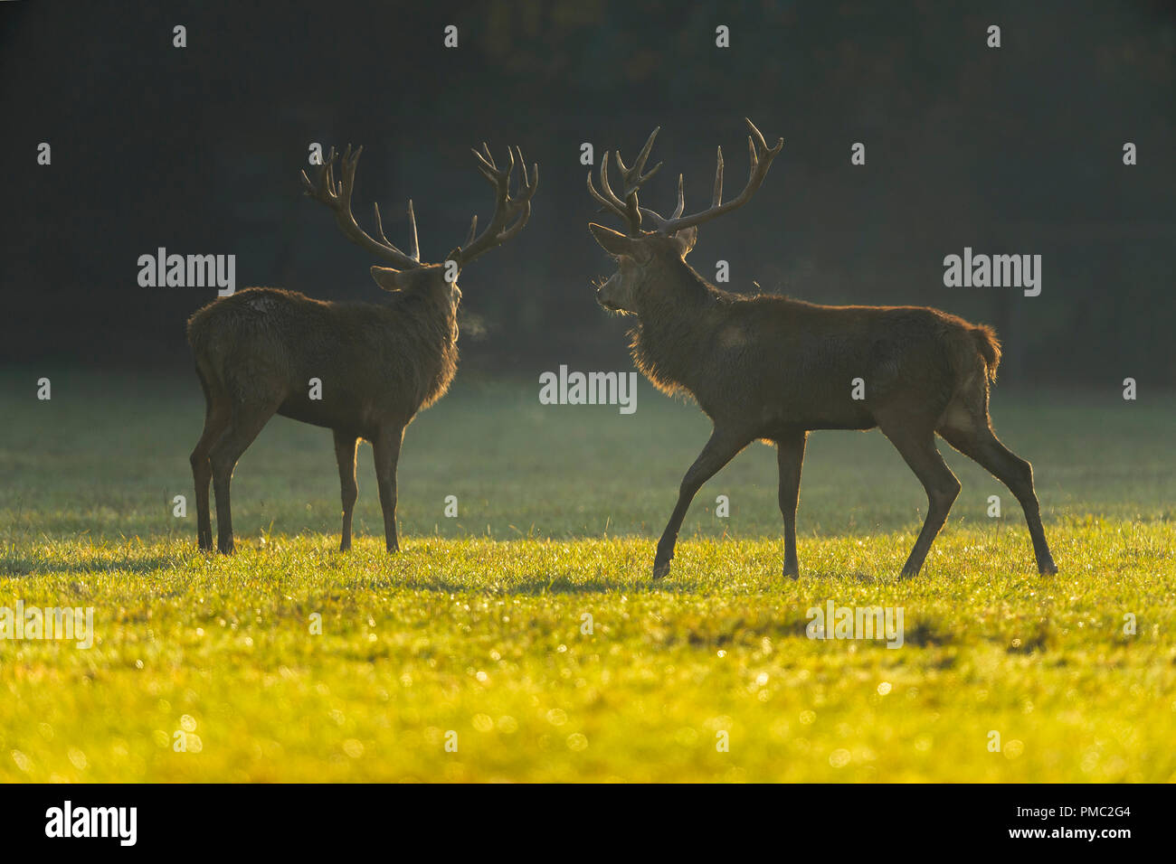 Red Deer, Cervus elaphus, Male, Bavaria, Germany Stock Photo
