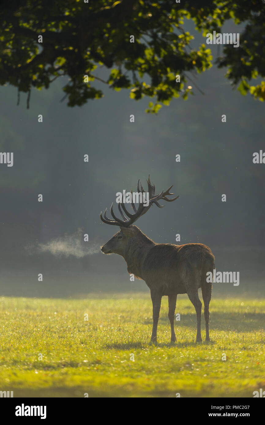 Red Deer, Cervus elaphus, Male, Bavaria, Germany Stock Photo