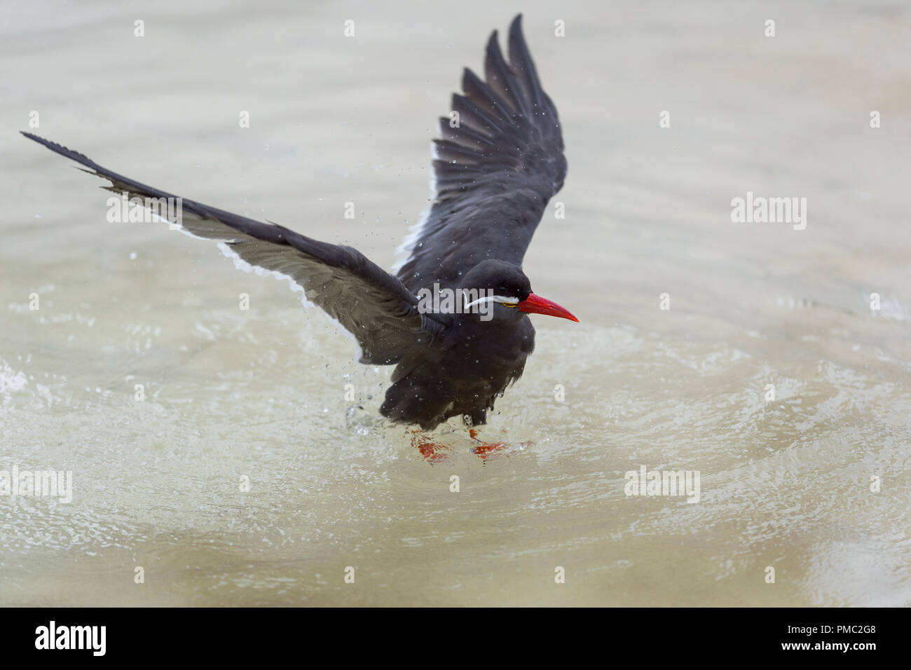Inca Tern, Larosterna inca, Flying Stock Photo Alamy