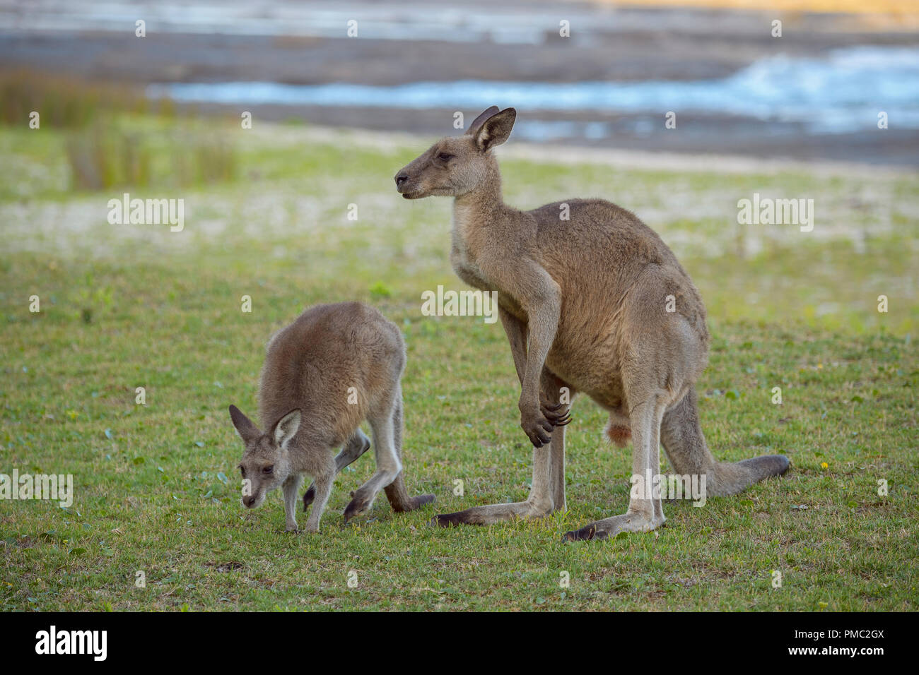 Grey Kangaroo, Macropus giganteus, Male and Female, Murramarang National Park, New South Wales, Australia Stock Photo