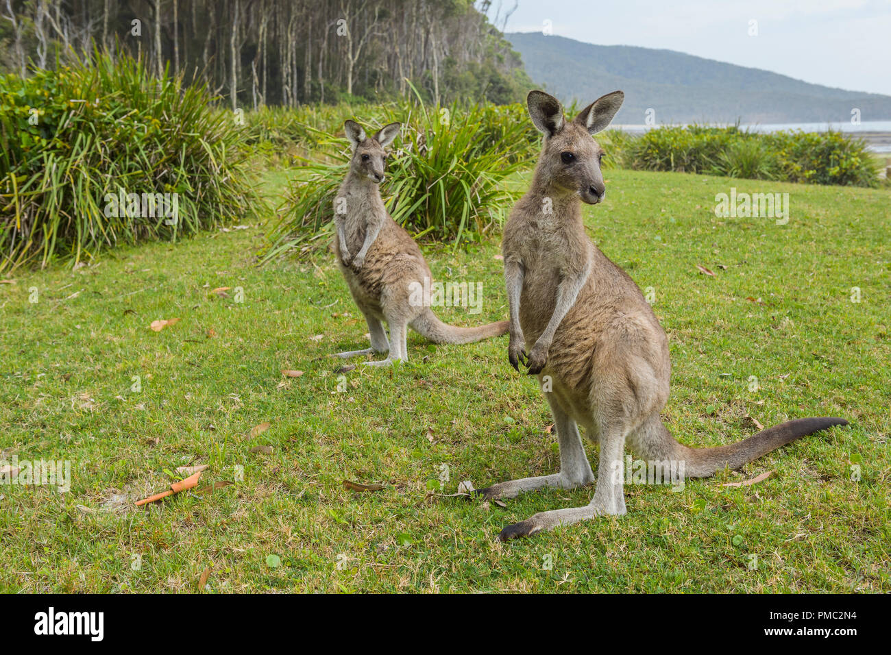 Grey Kangaroo, Macropus giganteus, two Animals, Murramarang National Park, New South Wales, Australia Stock Photo