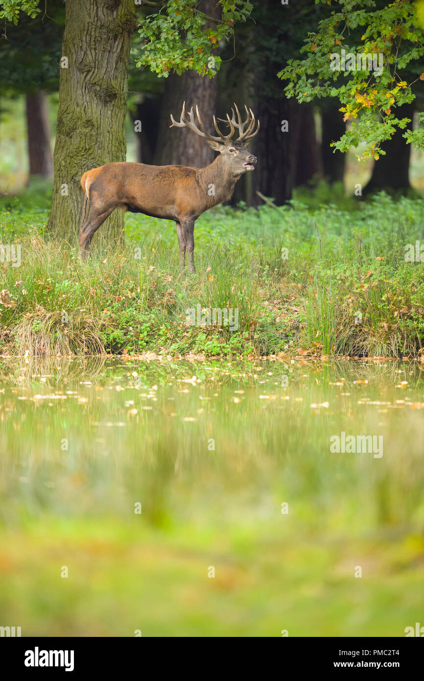 Red deer, Cervus elaphus, Male, in Rutting Season Stock Photo