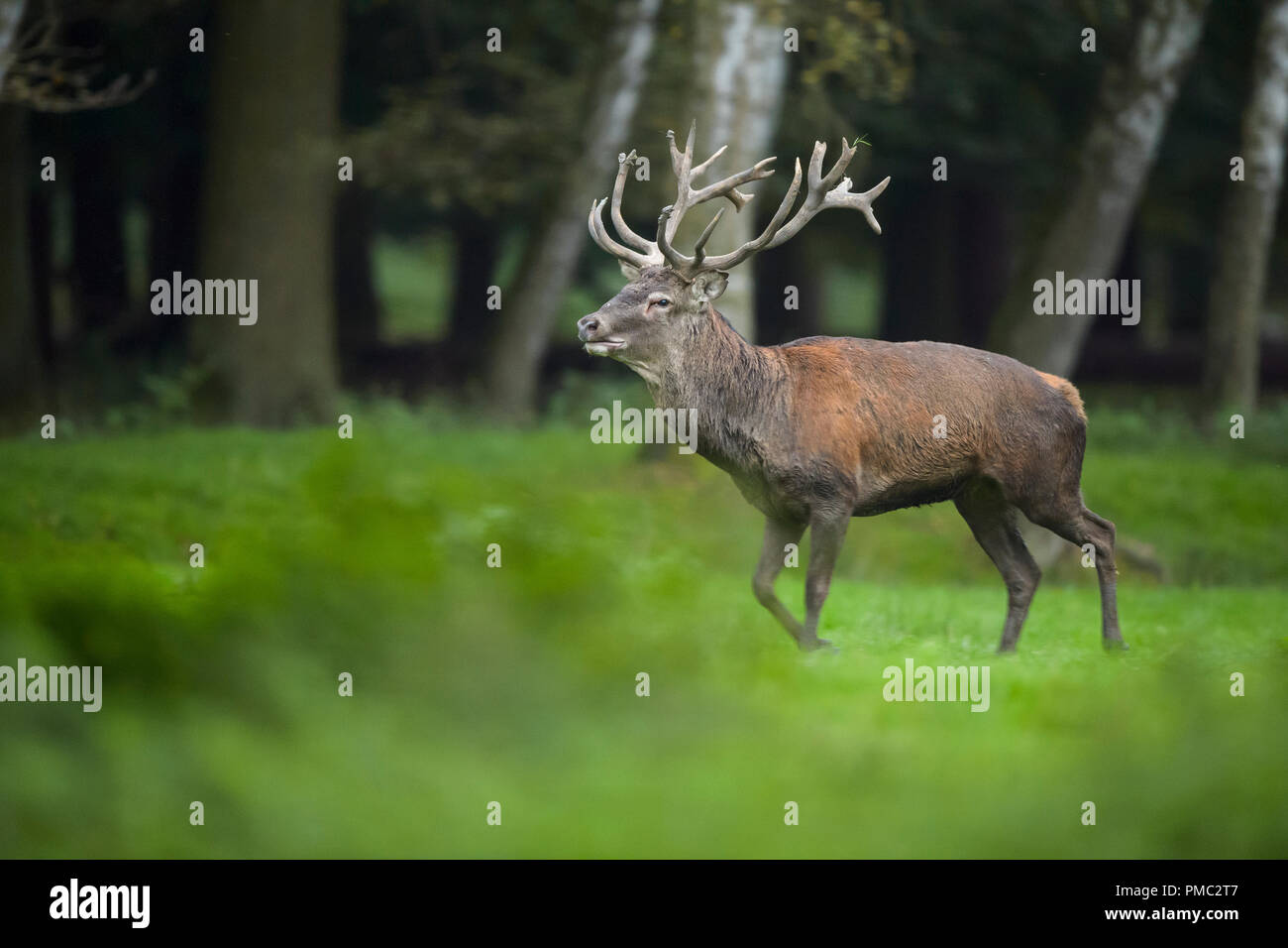 Red deer, Cervus elaphus, Male, in Rutting Season Stock Photo