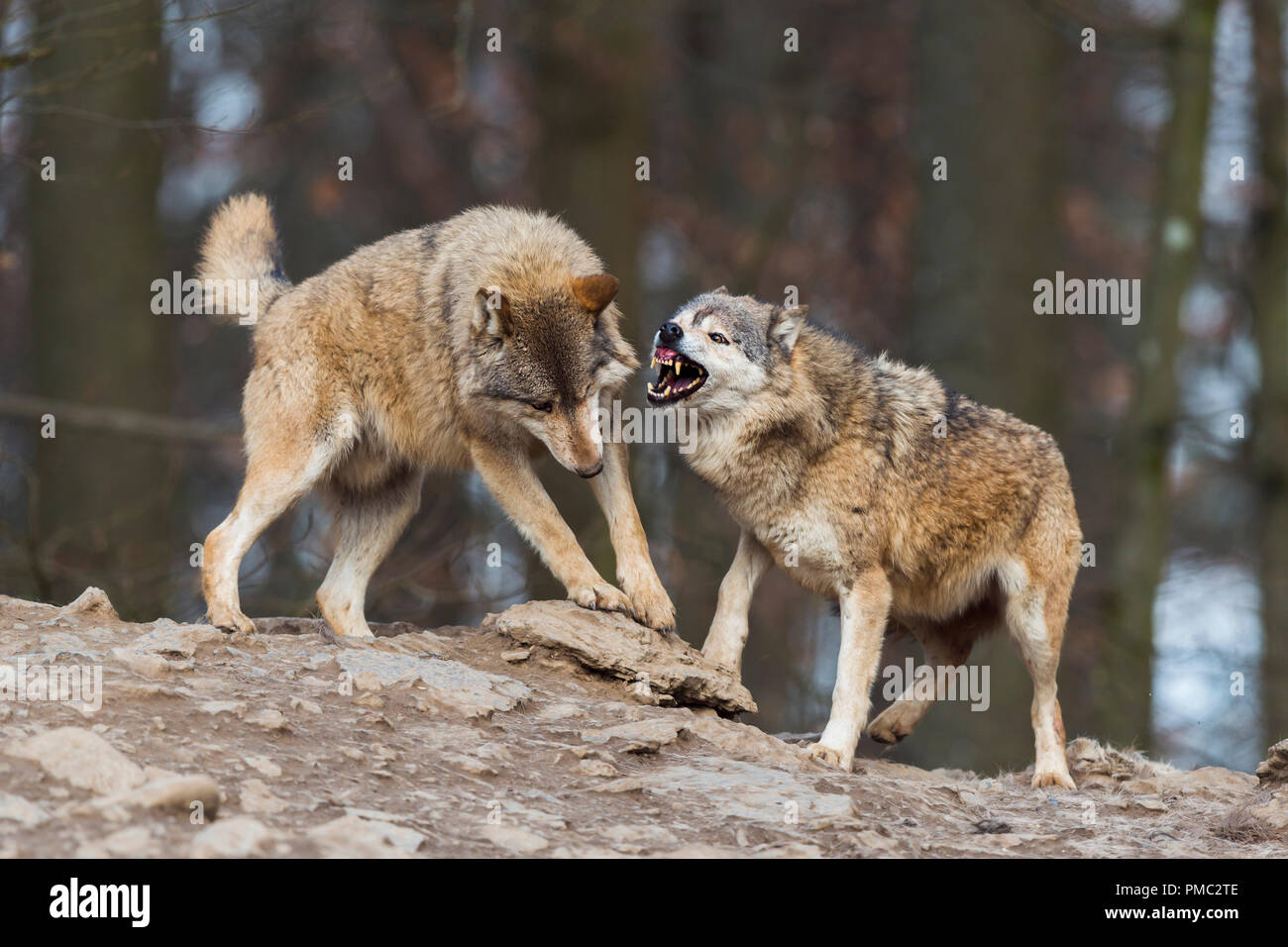 Two wolves mating hires stock photography and images Alamy