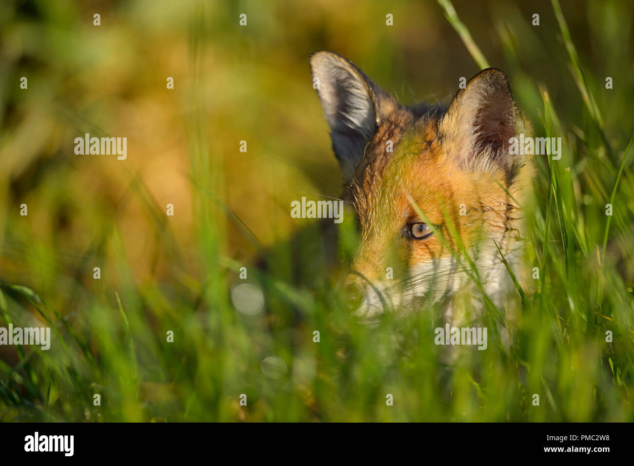 Red Fox, vulpes vulpes, Young Fox, Germany, Europe Stock Photo
