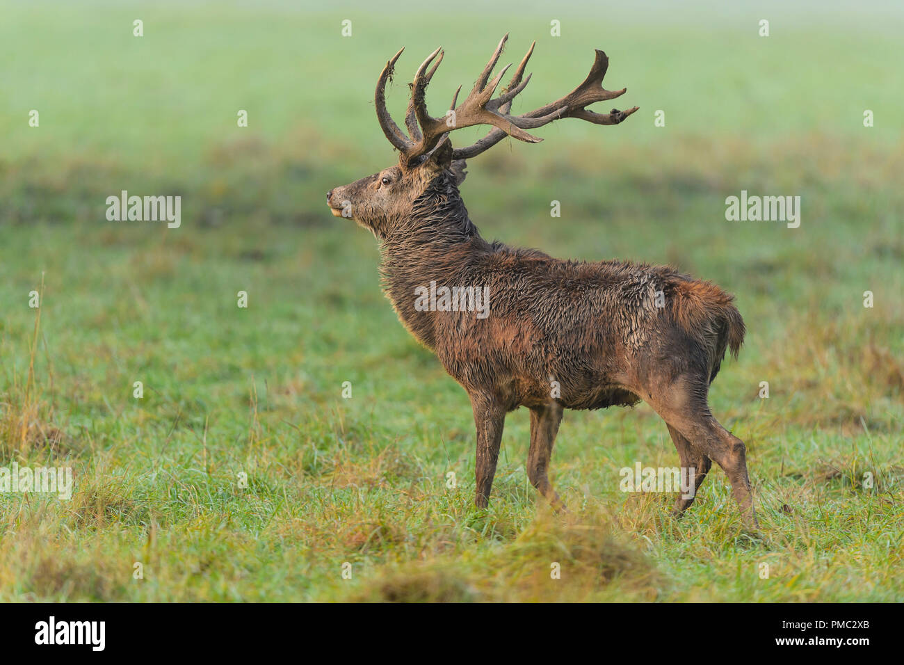 Red deer, Cervus elaphus, Male, in Rutting Season, Europe Stock Photo