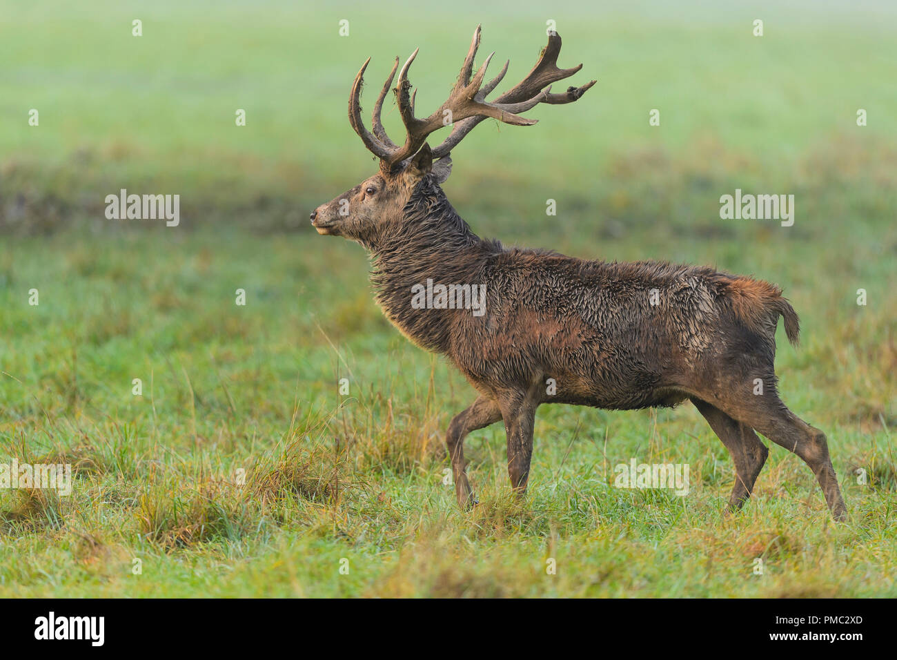 Red deer, Cervus elaphus, Male, in Rutting Season, Europe Stock Photo