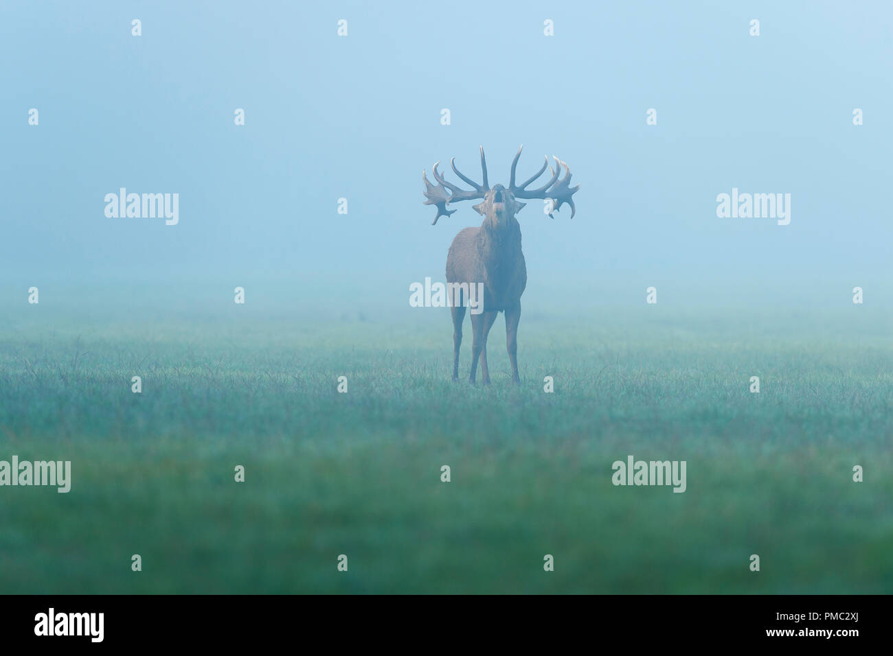 Red deer, Cervus elaphus, Male Roaring, in Rutting Season with Morning Mist, Europe Stock Photo