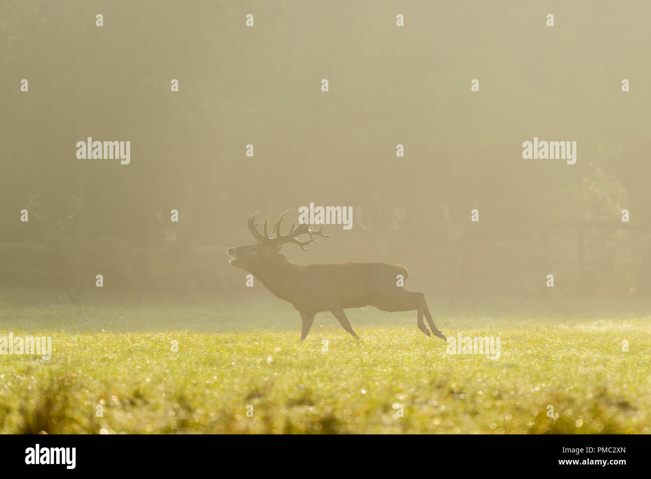 Red deer, Cervus elaphus, Male, in Rutting Season with Morning Mist, Europe Stock Photo