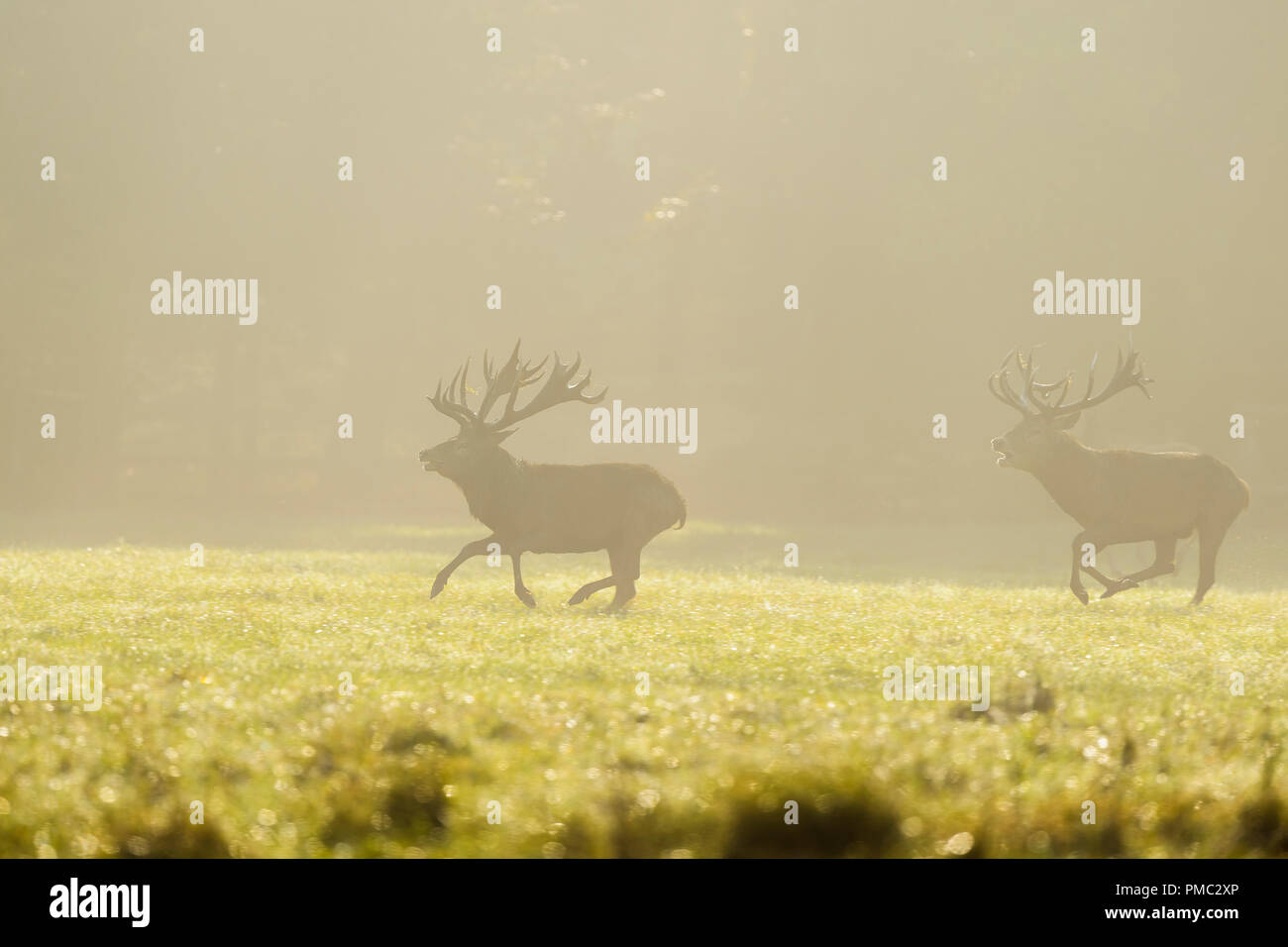 Red deer, Cervus elaphus, Two Males, in Rutting Season with Morning Mist, Europe Stock Photo