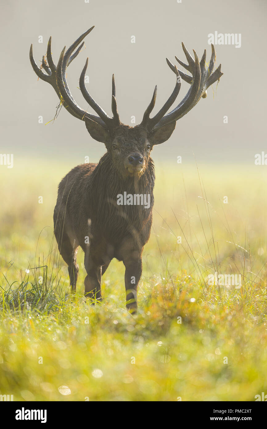 Red deer, Cervus elaphus, Male, in Rutting Season with Morning Mist, Europe Stock Photo