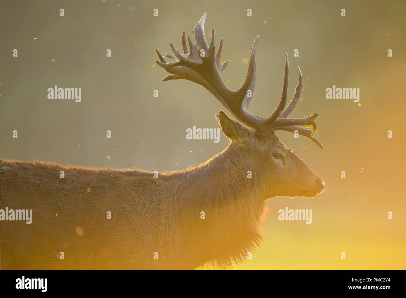 Red deer, Cervus elaphus, Male, in Rutting Season, Europe Stock Photo