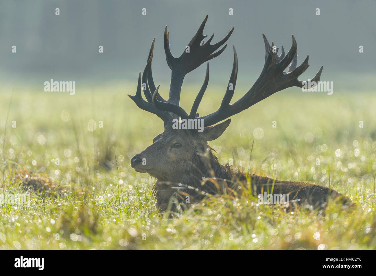 Red deer, Cervus elaphus, Male, in Rutting Season with Morning Mist, Europe Stock Photo