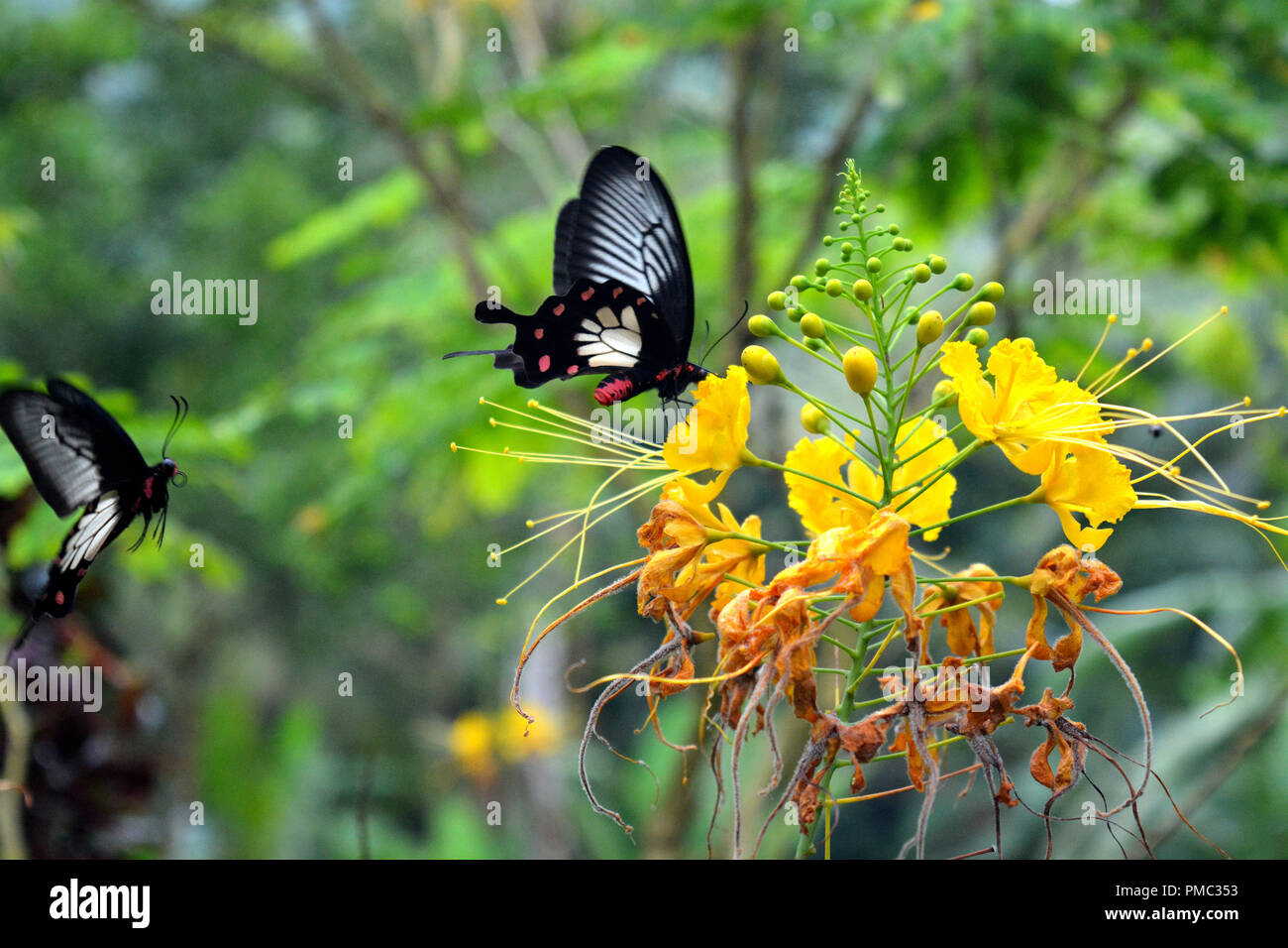 Flower, Butterfly & Firework Stock Photo Alamy