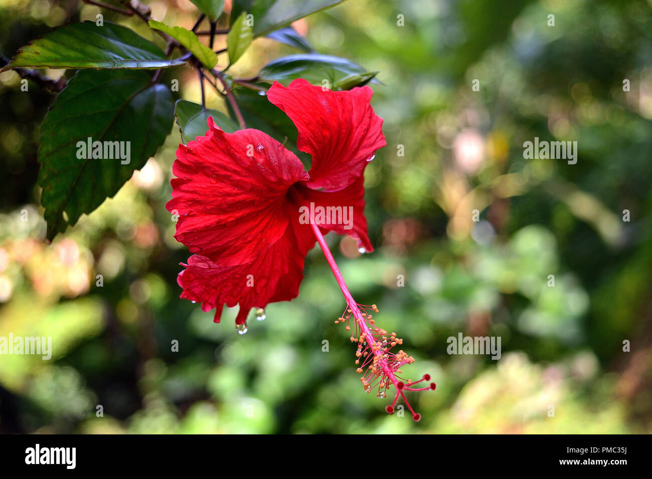 Flower, Butterfly & Firework Stock Photo - Alamy