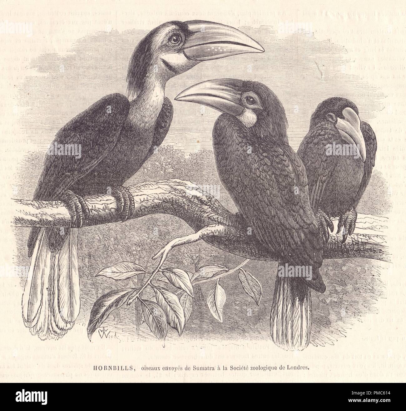 hornbills,oiseaux envoyés de sumatra à la société zoologique de londres Stock Photo