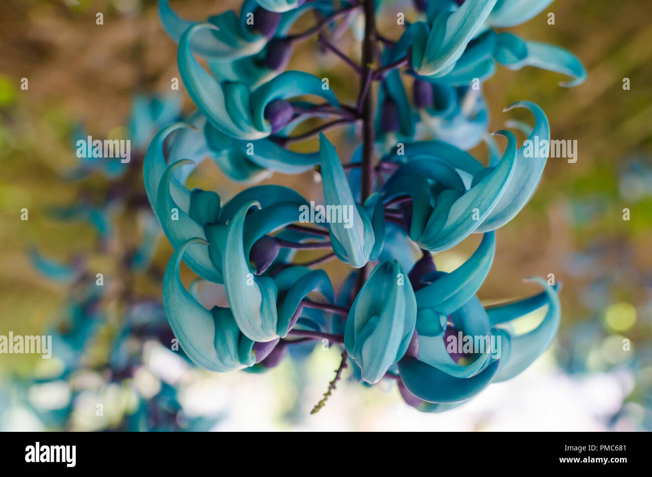 Beautiful Jade Vine flower blooming,it also knowns as Strongylodon