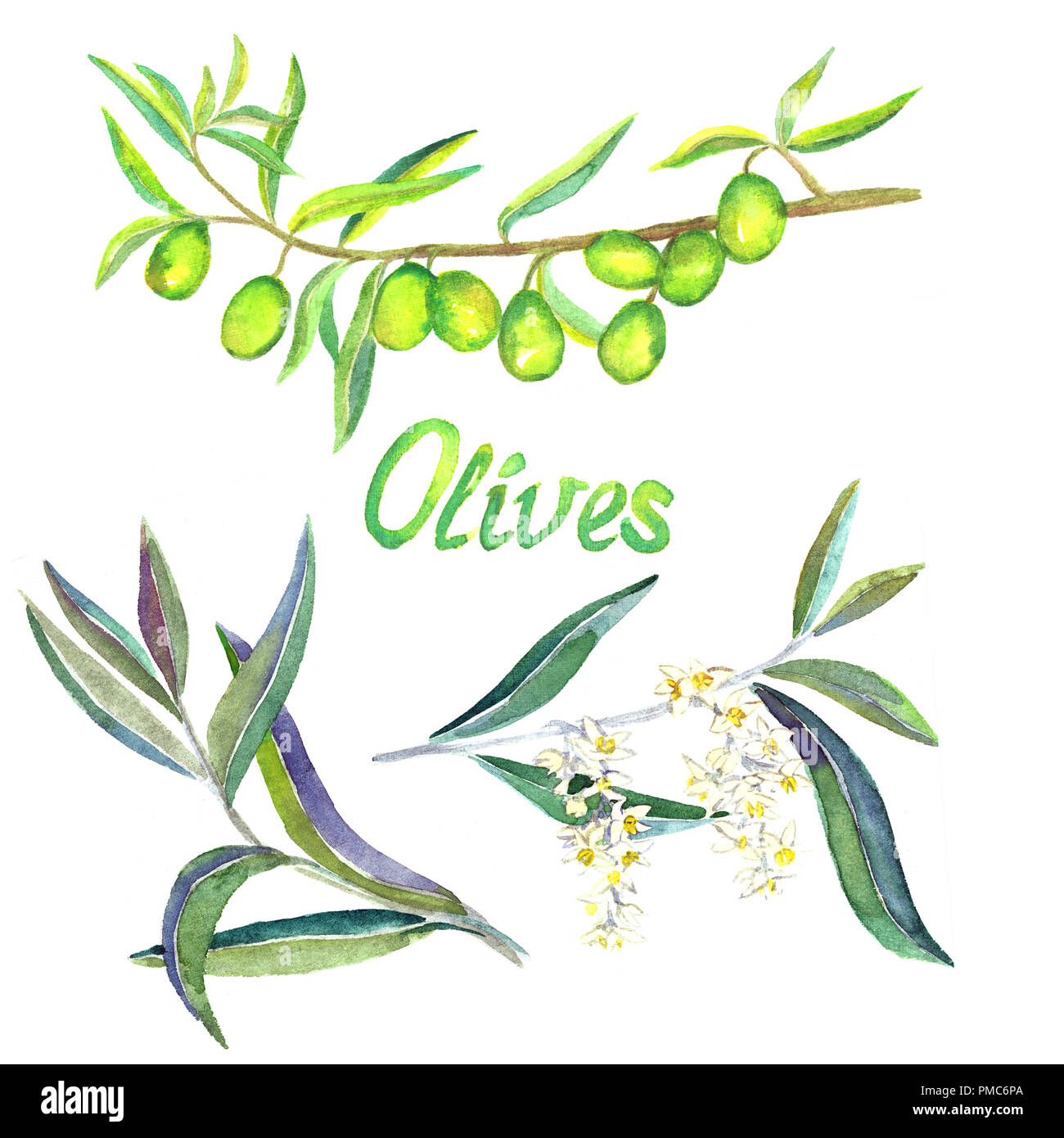 Green Olive branches with fruits, flowers and leaves, isolated hand ...