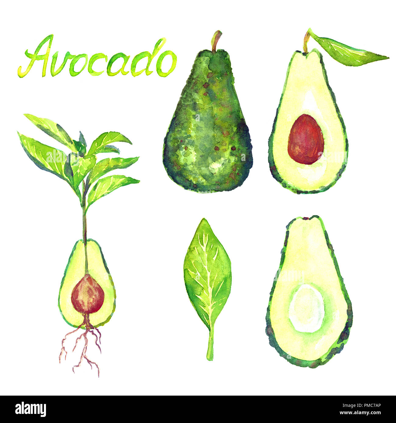 Green Avocado plant sprout with roots and sliced fruits with stone ...
