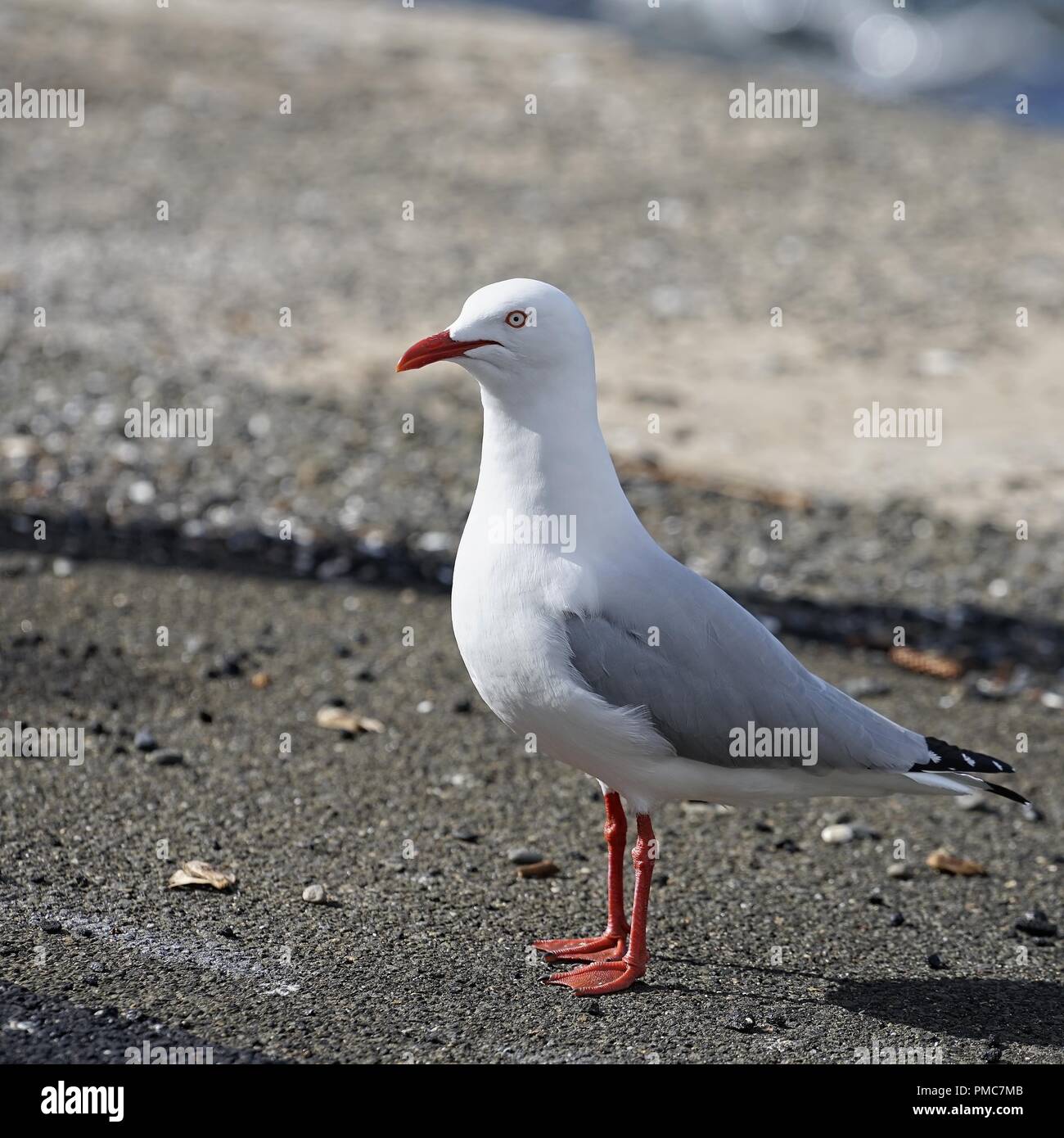 Australian Seagull with beak closed, closeup. Stock Photo