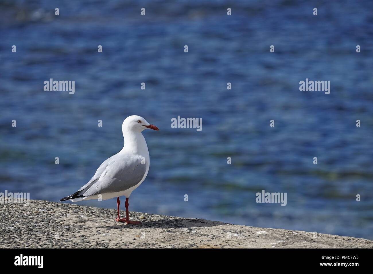 Australian Seagull standing, with out of focus sea water in the background. Facing the water. Stock Photo
