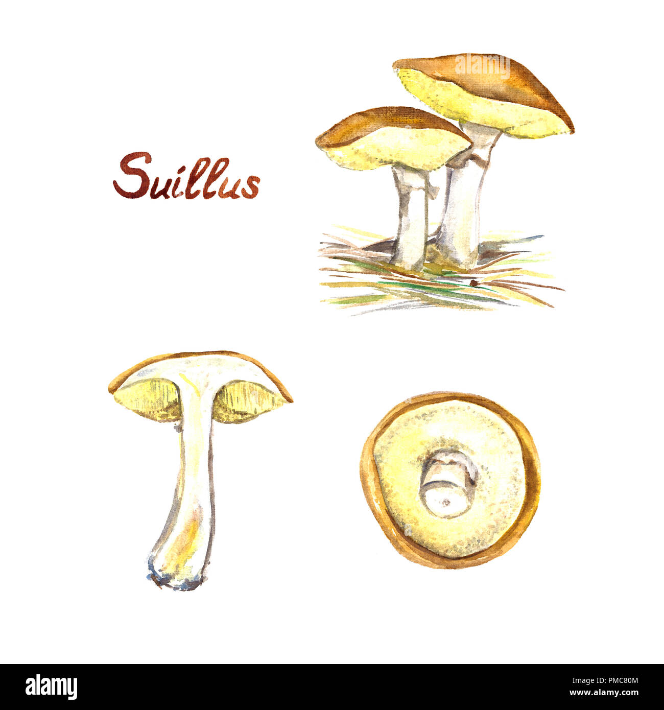 съедобные грибы раскраска. маслята вектор. гриб масленок карандашом. гриб масленок рисунок для детей. грибы маслята для дошкольников.