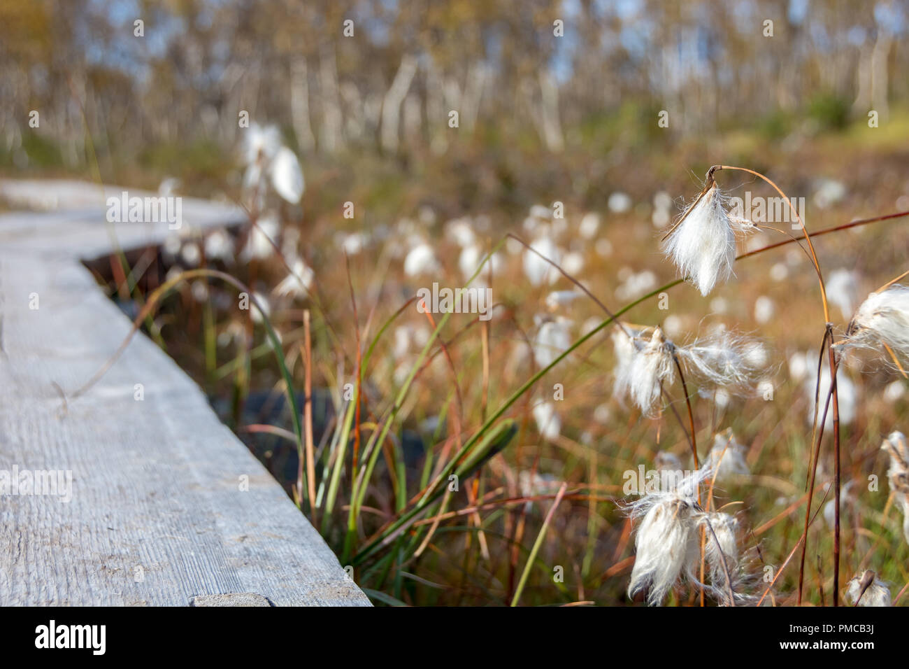 Common cottongrass in Kilpisjärvi, Finnish Lapland Stock Photo